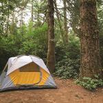 A tent in a forrest